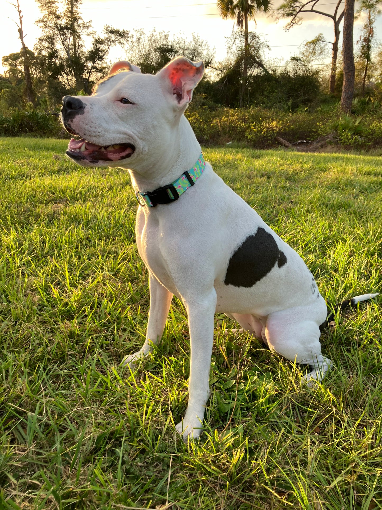 Flamingo Patterned Leash and Collar Set