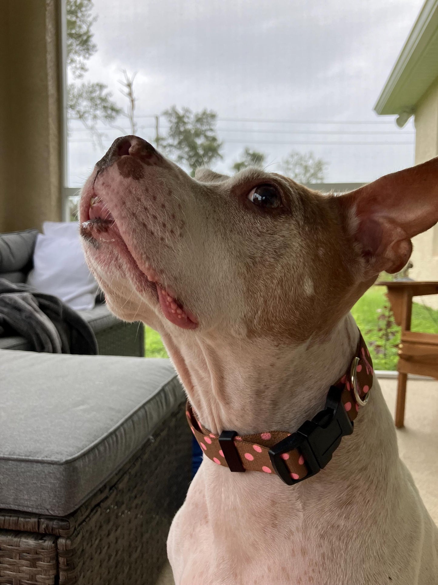 Handcrafted polyester Brown with Pink Polka Dots dog collar- Made in USA 14"- 20" neck