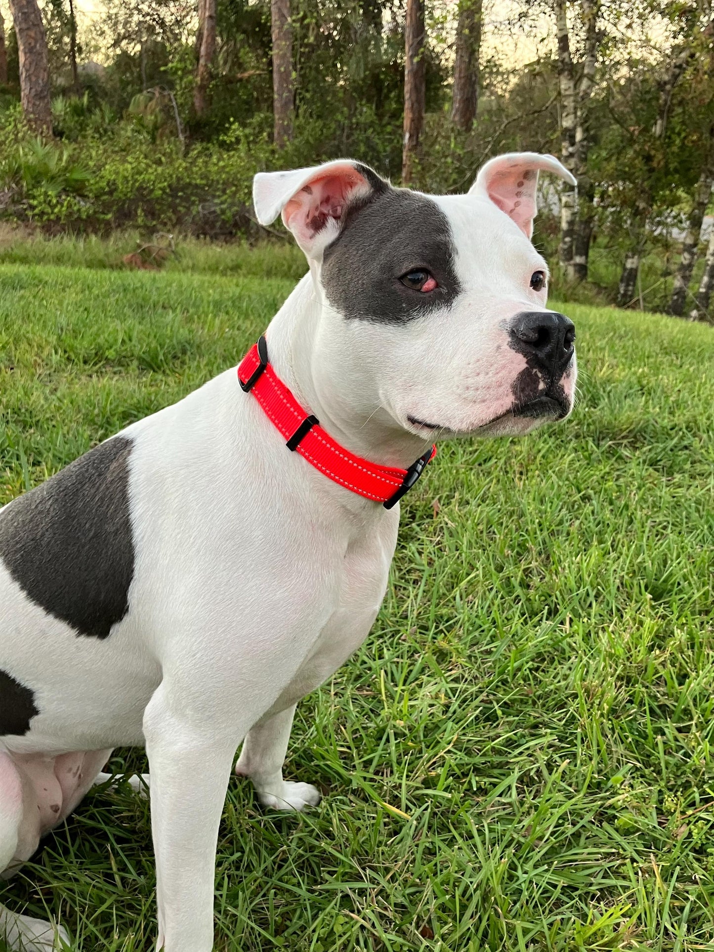 Personalized reflective dog collar with phone number 1" width