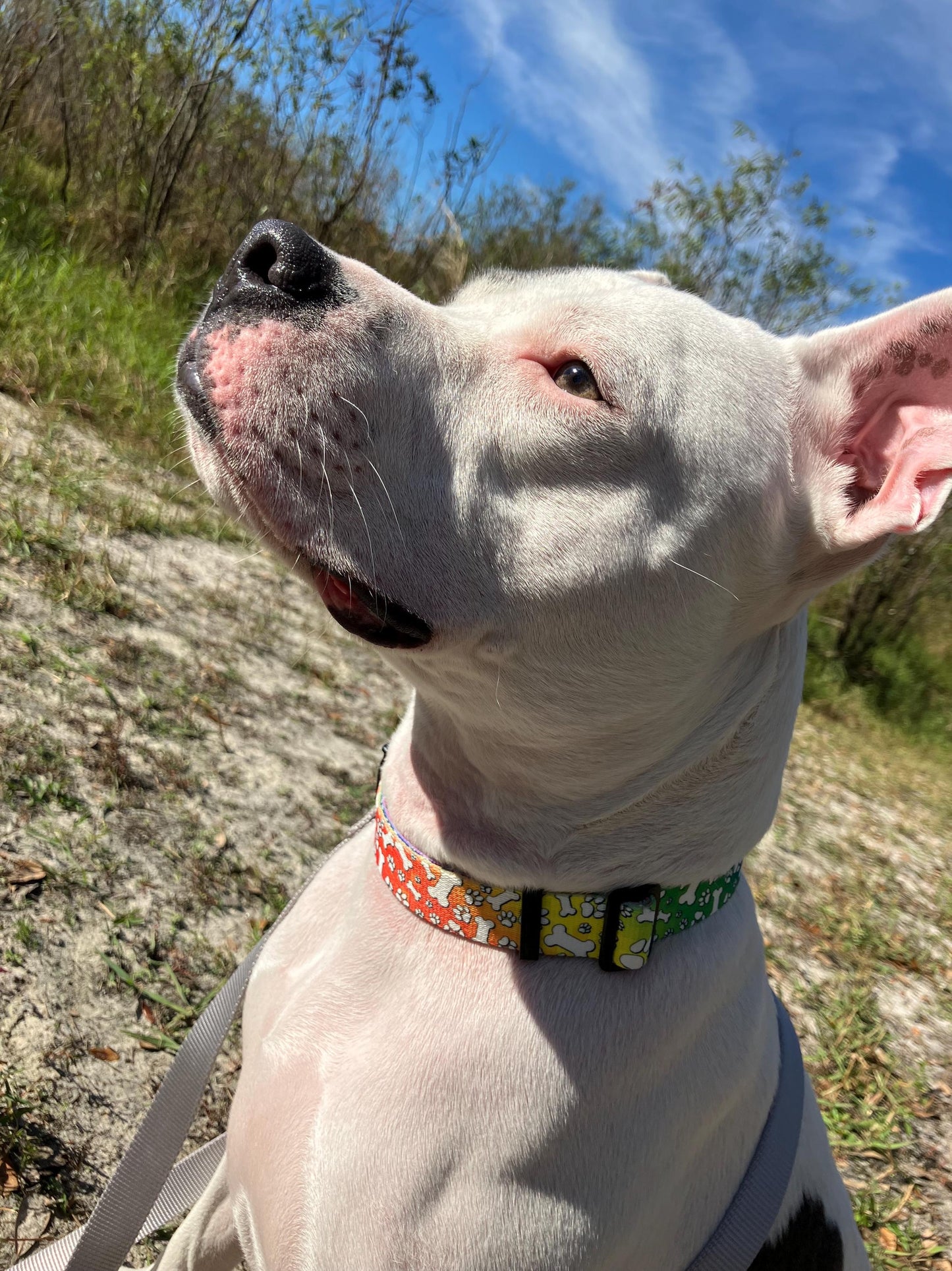 Vibrant, colorful rainbow paw print medium dog collar, bold dog collars, handmade