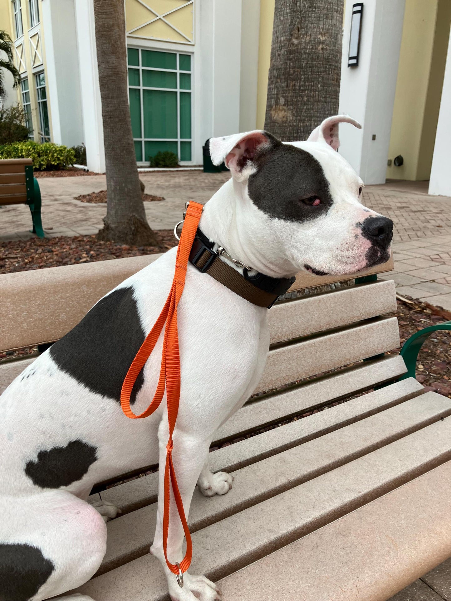 2 ft double handle nylon dog leash, 1" width with or without ring