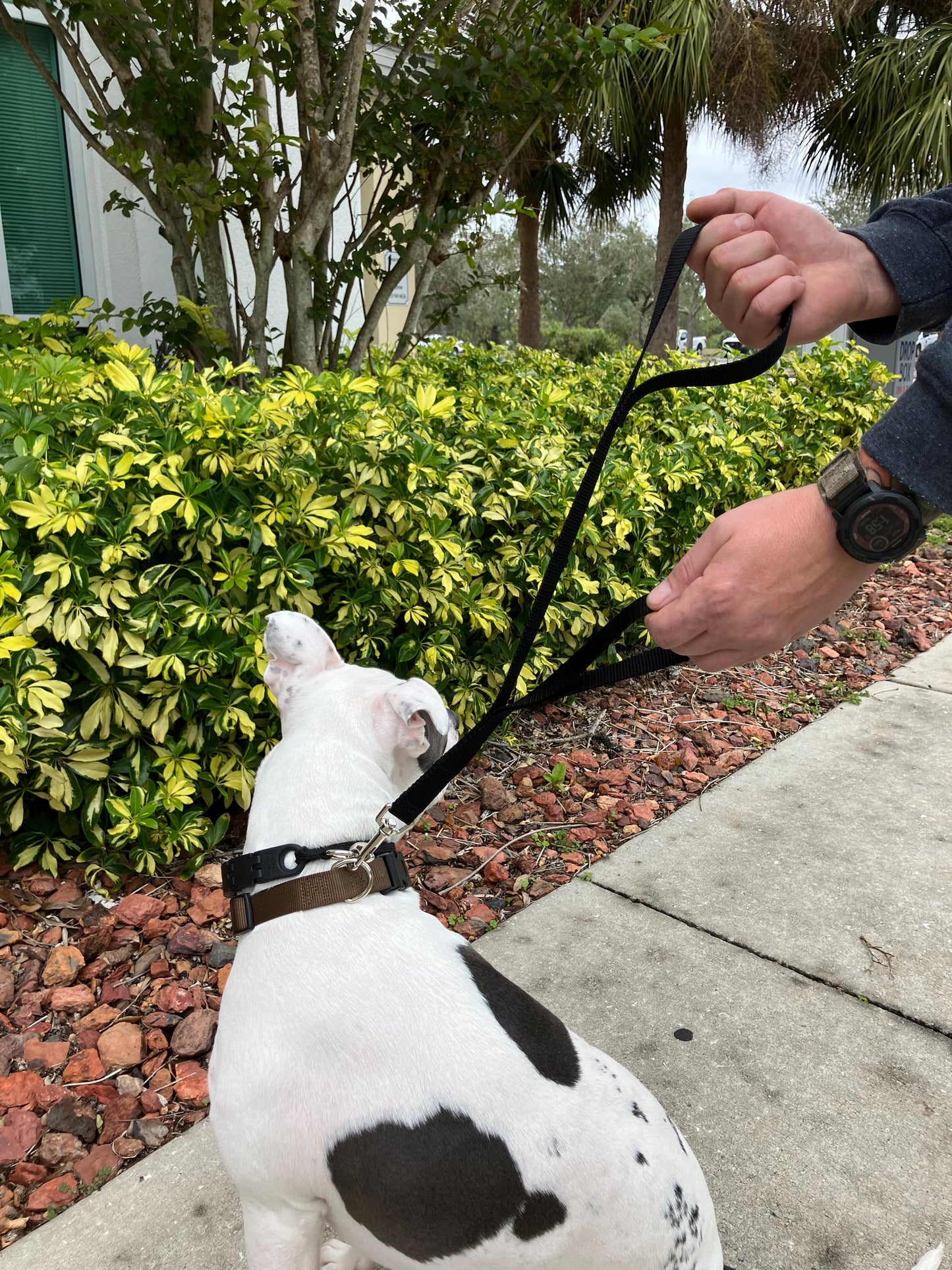 2 ft double handle nylon dog leash, 1" width with or without ring