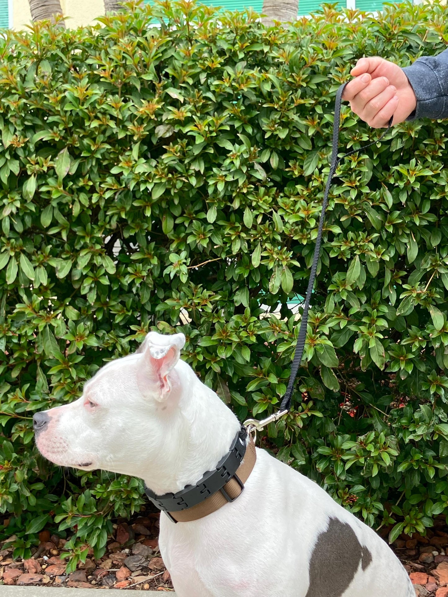 2 foot plain nylon leash, 1" width, optional o ring in handle, multiple color options