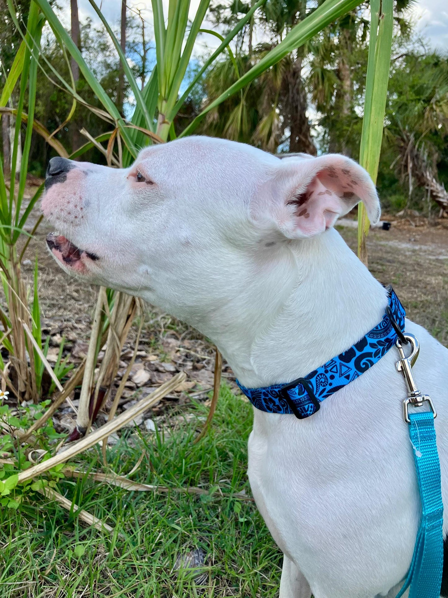 Blue and Black Polynesian Waves Patterned 1" dog collar, medium and large sizes with black "D" Ring, Hand sewn in USA