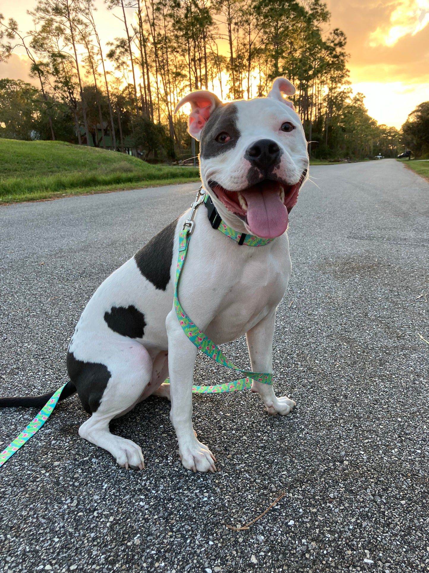 Flamingo Patterned Leash and Collar Set