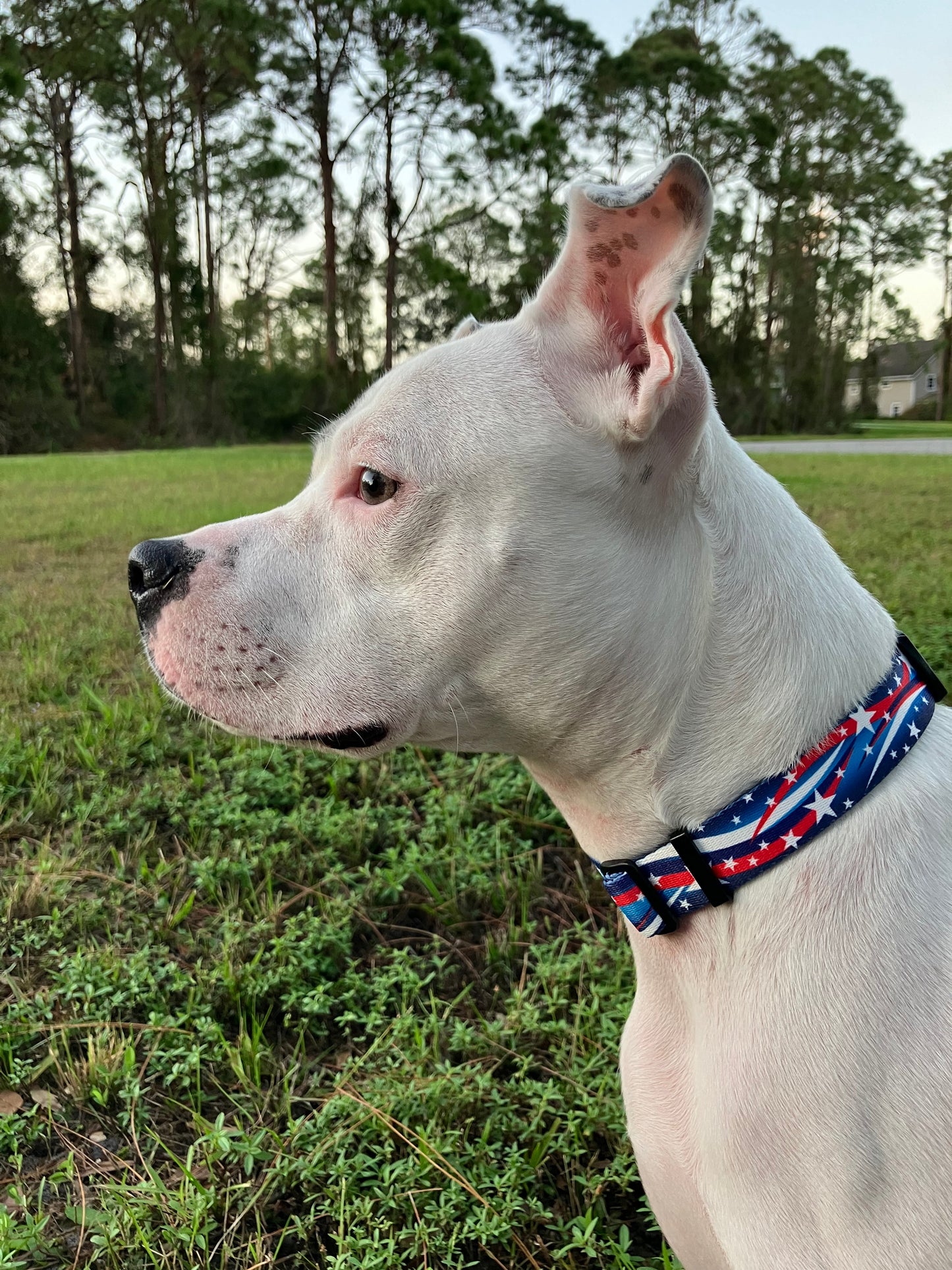 Patriotic Americana Red White Blue Dog Collar Leash Set