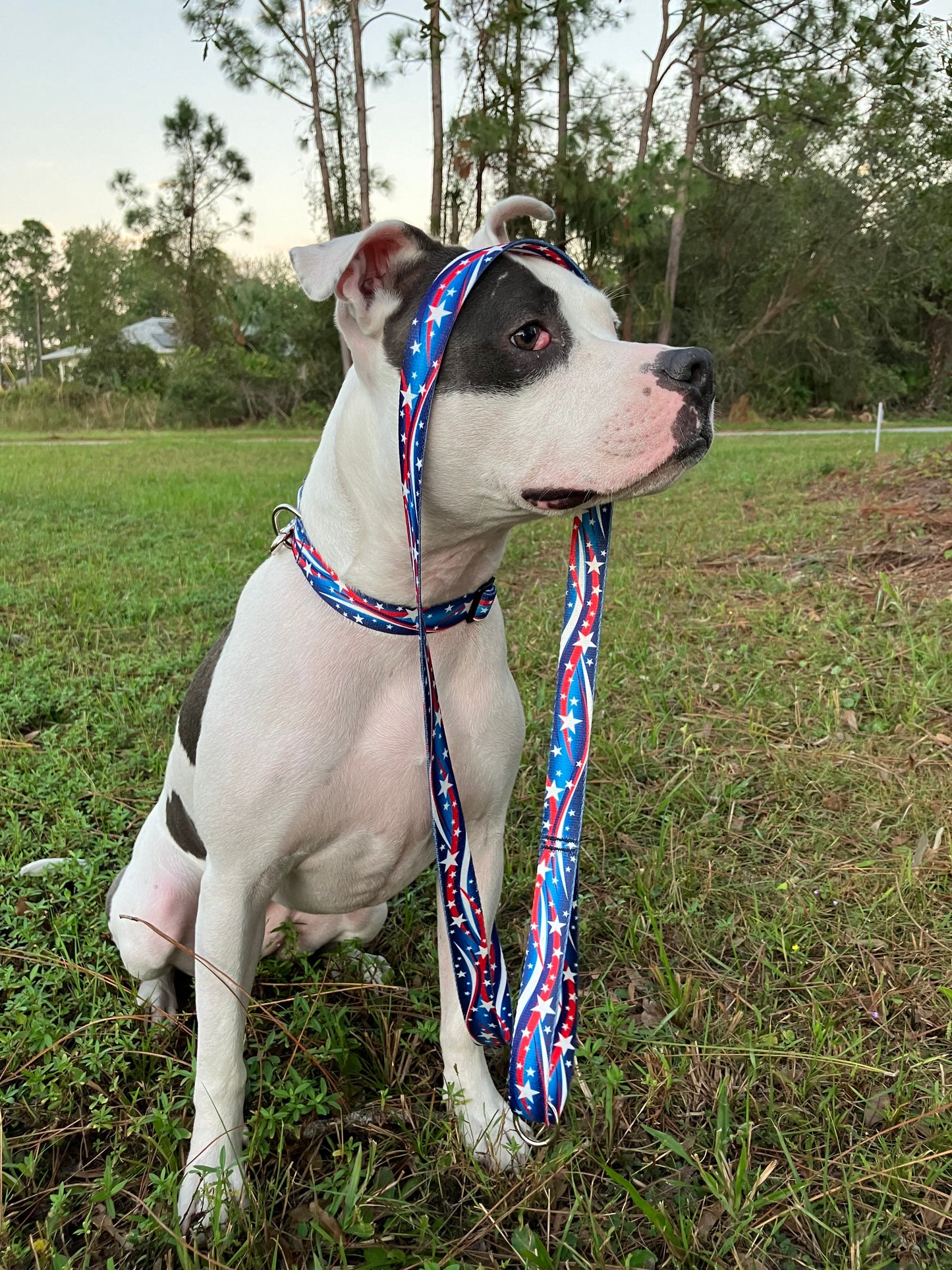 Patriotic Americana Red White Blue Dog Collar Leash Set