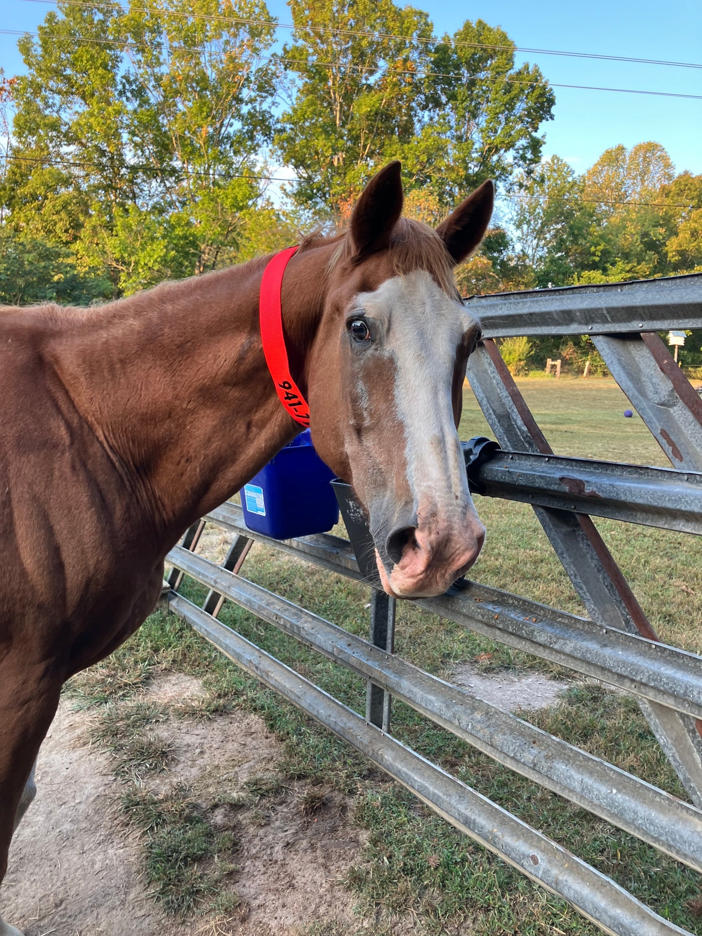 Personalized Horse Evacuation Identification Neck Strap; 2 inch wide Bright Orange Nylon Webbing; 2 inch by 4 inch Velcro "breakaway" connection; Embroidered Phone Number