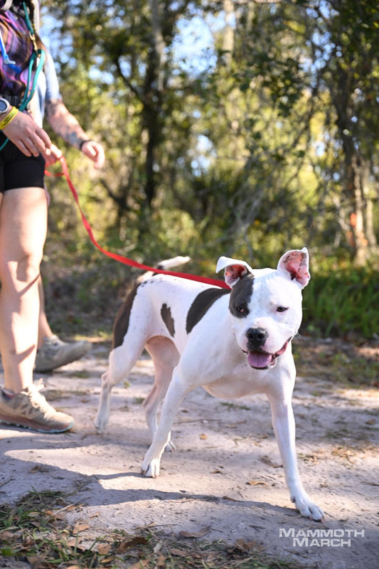 black and white pitbull walking with a red slip lead