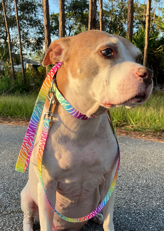 Vibrant Rainbow Zebra Dog Collar and Leash Set, American-Made, Assorted Sizes