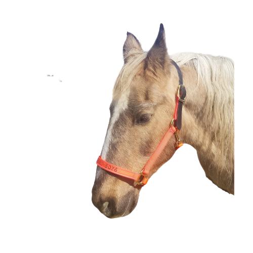 Personalized Horse Evacuation Identification Halter made with Reflective Orange Nylon Webbing, Embroidered Telephone Number, Breakaway Head Strap