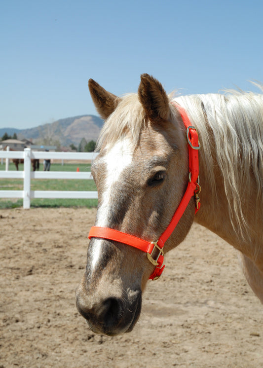 Horse Halter, Solid Color Webbing, Choice of Brass or Nickel Hardware. 1" Wide, 3 Ply Nylon Webbing